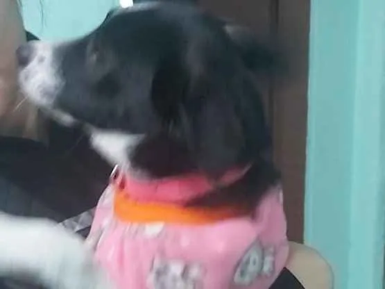 Cachorro ra a Misturado com viralata  idade 7 a 11 meses nome Guria 