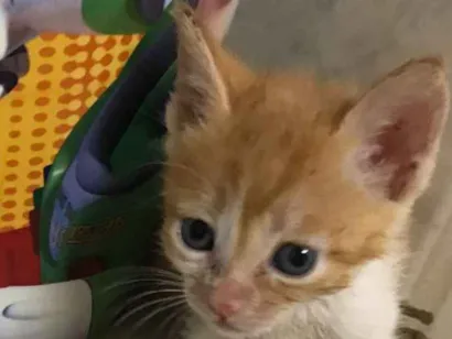 Gato raça  idade Abaixo de 2 meses nome Gato