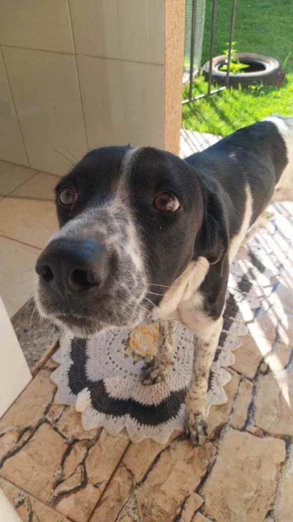 Cachorro ra a Mestiço idade 2 anos nome Jackson