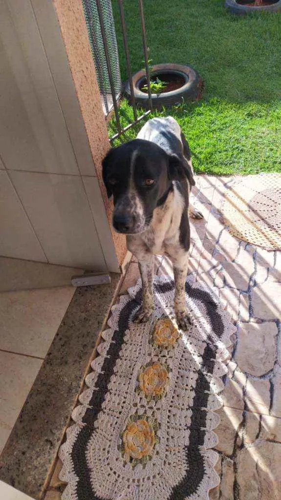 Cachorro ra a Mestiço idade 2 anos nome Jackson