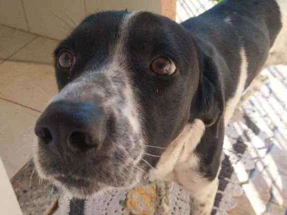 Cachorro ra a Mestiço idade 2 anos nome Jackson