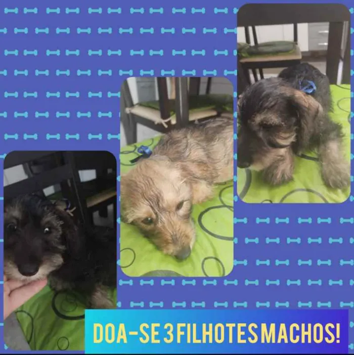 Cachorro ra a SRD idade 2 a 6 meses nome Filhotes