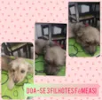 Filhotes