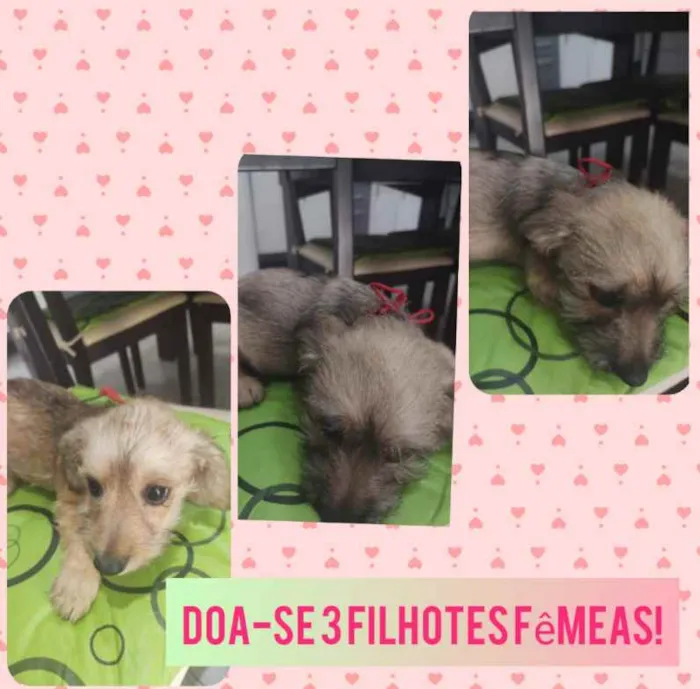 Cachorro ra a SRD idade 2 a 6 meses nome Filhotes