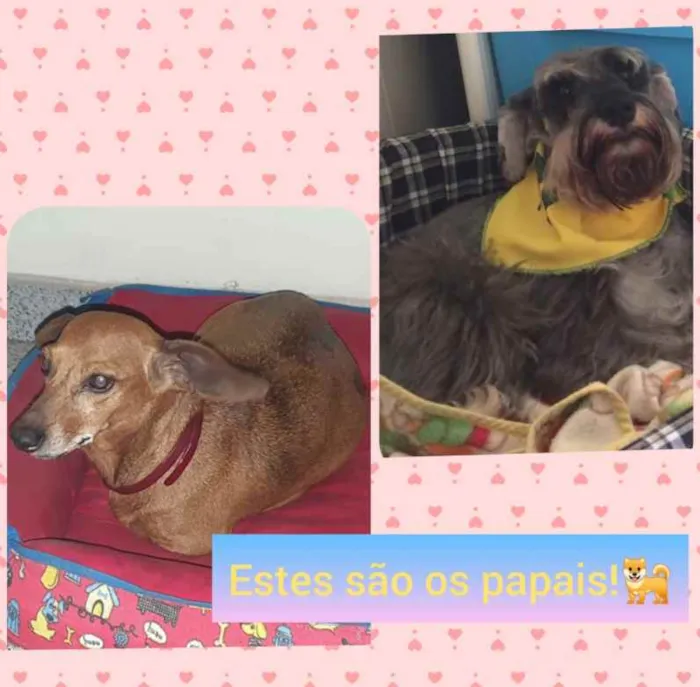 Cachorro ra a SRD idade 2 a 6 meses nome Filhotes