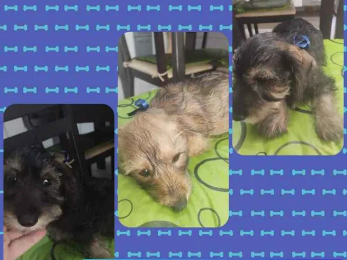 Cachorro ra a SRD idade 2 a 6 meses nome Filhotes