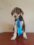 Cães filhotes adoção