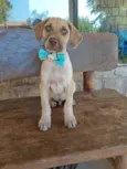 Cães filhotes adoção