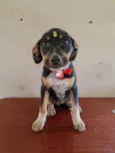 Cães filhotes adoção