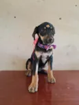 Cães filhotes adoção