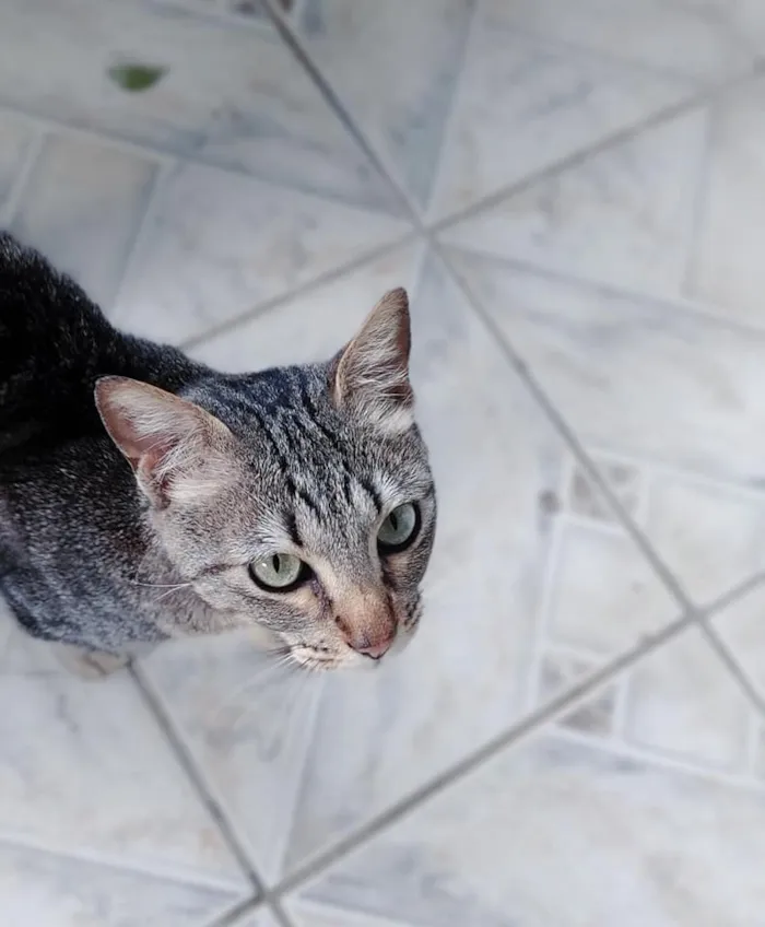 Gato ra a indefinida idade 7 a 11 meses nome Sem nome