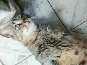 Gato raça indefinida idade 7 a 11 meses nome Sem nome