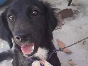 Cachorro raça  idade 1 ano nome Mel
