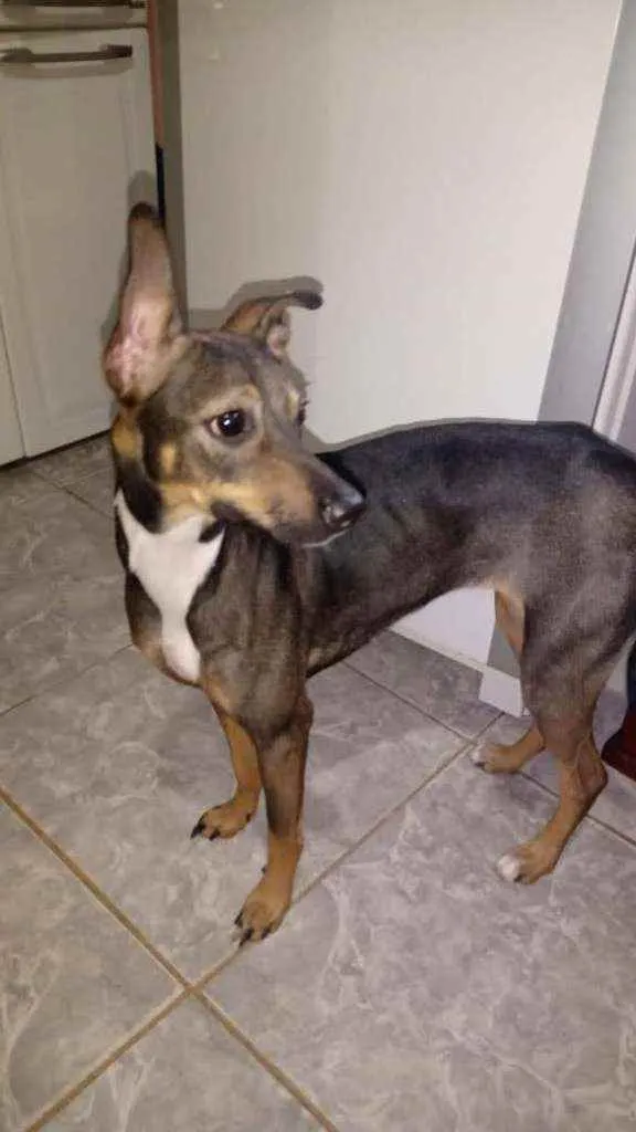 Cachorro ra a Srd idade 1 ano nome Sem nome