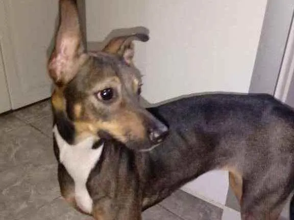 Cachorro ra a Srd idade 1 ano nome Sem nome