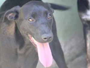 Cachorro raça  idade  nome Kira Filhote
