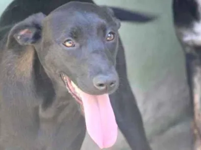 Cachorro raça  idade  nome Kira Filhote