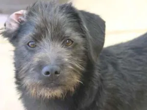 Cachorro raça  idade  nome Mike Filhotinho