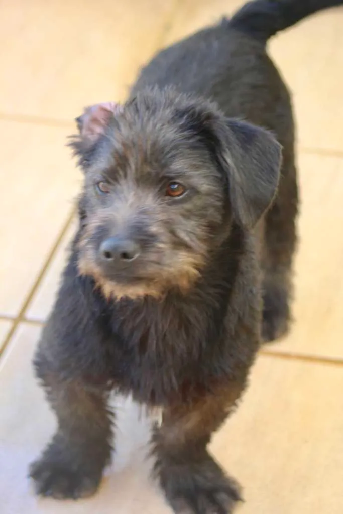 Cachorro ra a  idade  nome Mike Filhotinho