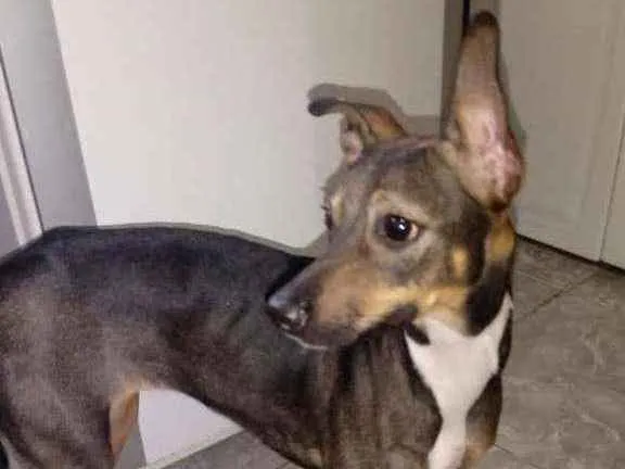 Cachorro ra a Srd idade 1 ano nome Sem nome