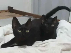 Gato raça bombaim idade 2 a 6 meses nome Chele e Baby 
