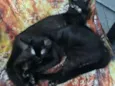Chele e Baby