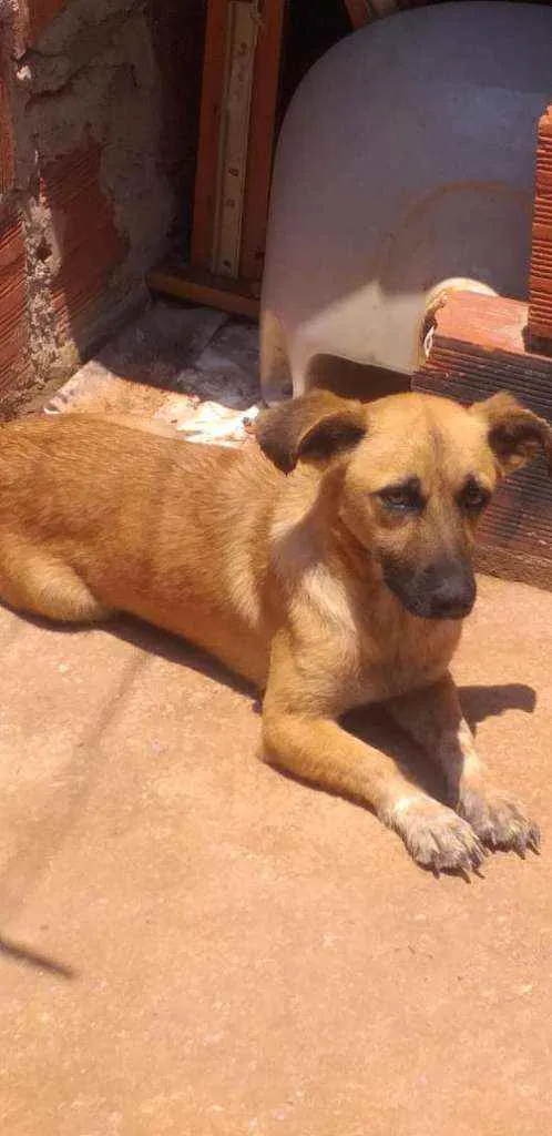 Cachorro ra a SRD idade 3 anos nome Meg