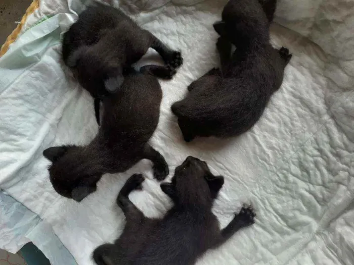 Gato raça  idade Abaixo de 2 meses nome Gatinhos filhotes