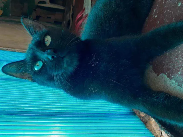 Gato raça  idade Abaixo de 2 meses nome Gatinhos filhotes