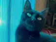 Gatinhos filhotes