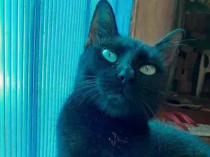 Gato raça  idade Abaixo de 2 meses nome Gatinhos filhotes