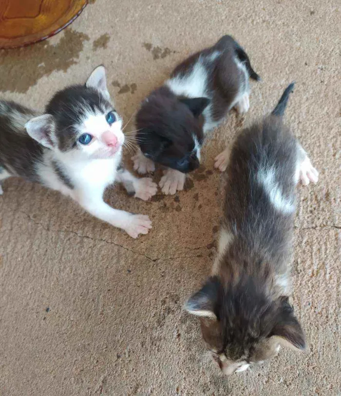 Gato ra a  idade Abaixo de 2 meses nome Dylan, Jon e Amora