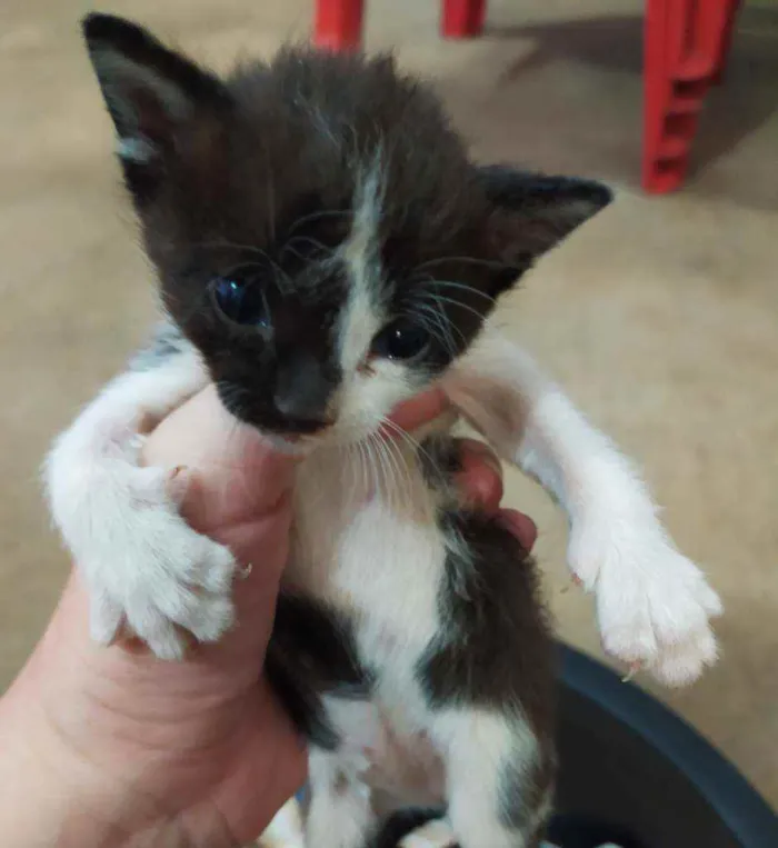 Gato ra a  idade Abaixo de 2 meses nome Dylan, Jon e Amora