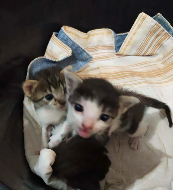 Gato ra a  idade Abaixo de 2 meses nome Dylan, Jon e Amora