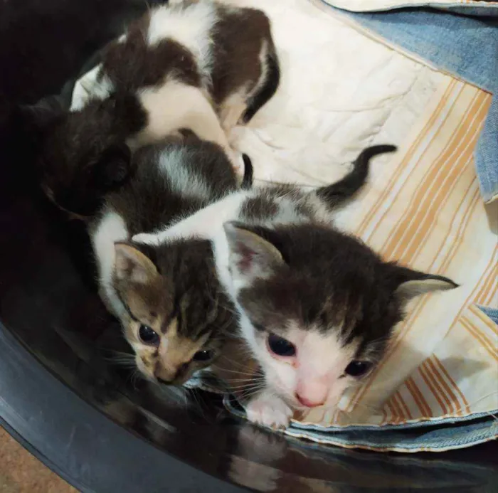 Gato ra a  idade Abaixo de 2 meses nome Dylan, Jon e Amora