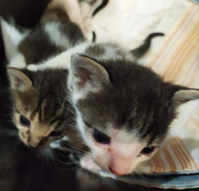 Gato ra a  idade Abaixo de 2 meses nome Dylan, Jon e Amora