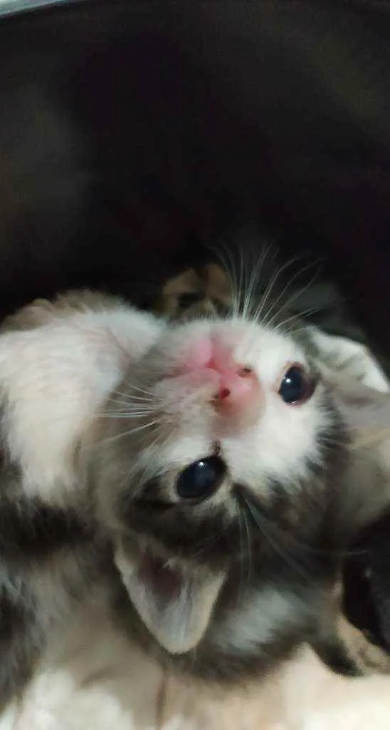 Gato ra a  idade Abaixo de 2 meses nome Dylan, Jon e Amora