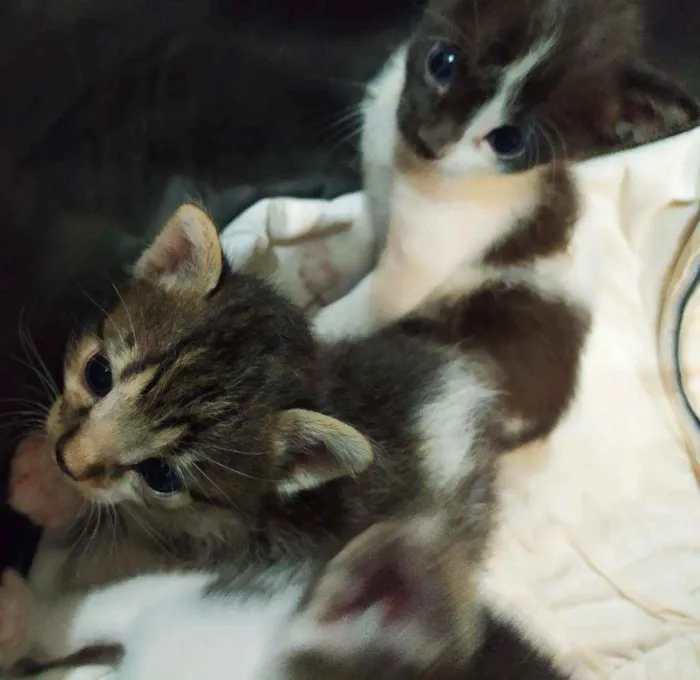 Gato ra a  idade Abaixo de 2 meses nome Dylan, Jon e Amora