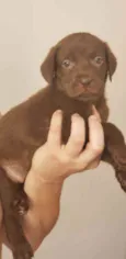 Fofinho