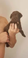 Fofinho
