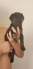 Fofinho