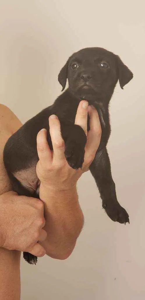 Cachorro ra a  idade Abaixo de 2 meses nome Fofinho