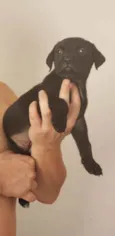 Fofinho
