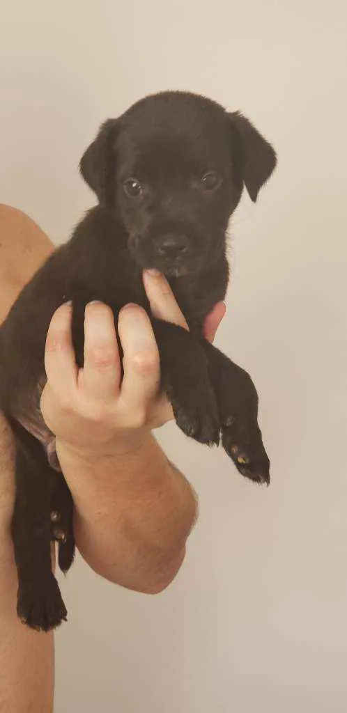 Cachorro ra a  idade Abaixo de 2 meses nome Fofinho