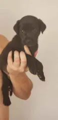 Fofinho