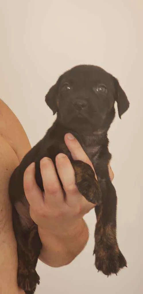 Cachorro ra a  idade Abaixo de 2 meses nome Fofinho