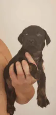Fofinho