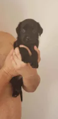 Fofinho