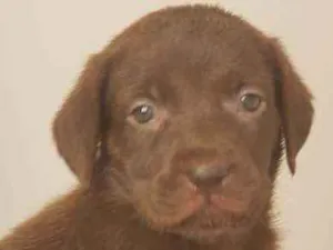 Cachorro raça  idade Abaixo de 2 meses nome Fofinho