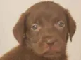 Fofinho